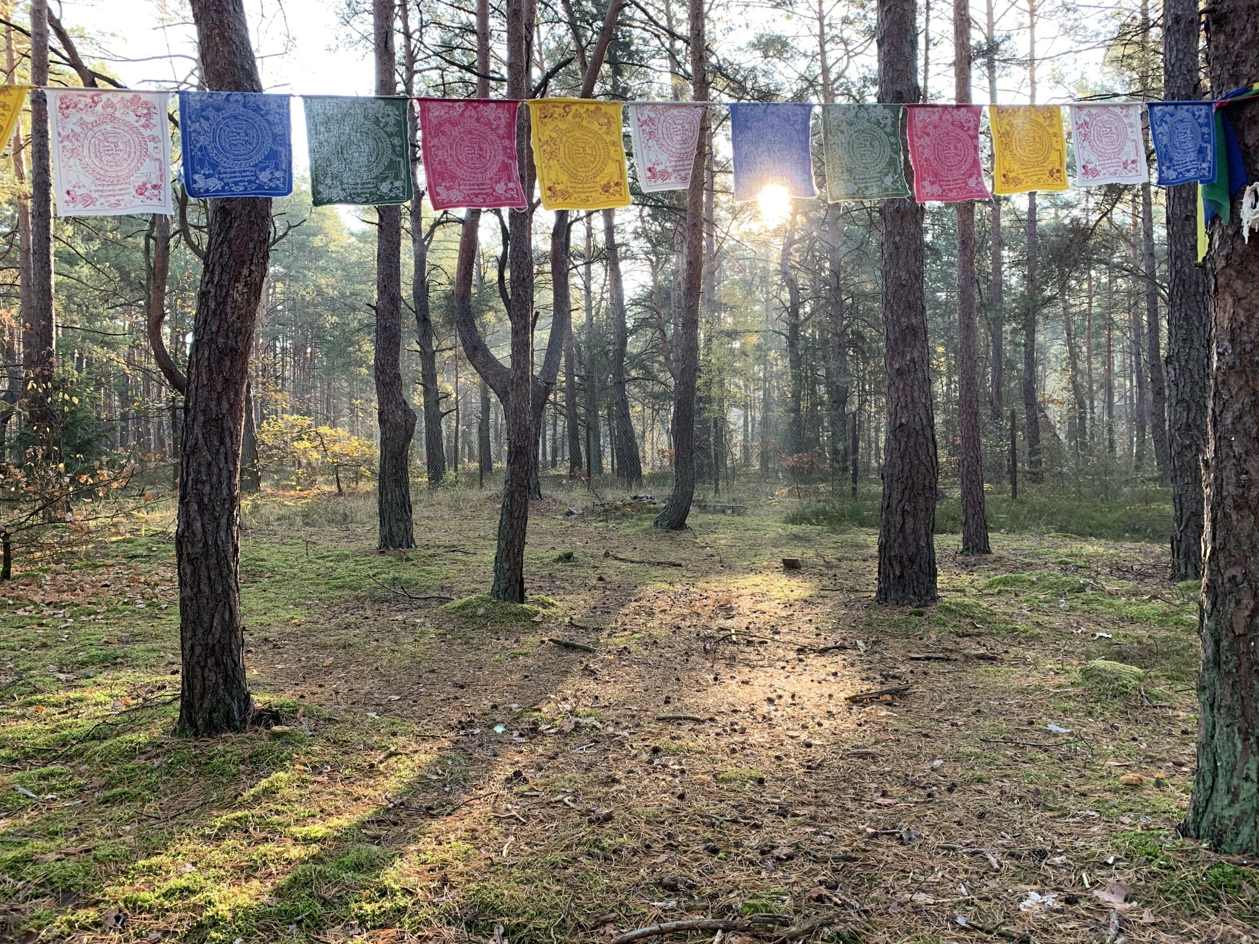 Prayer flags in the forest of the center